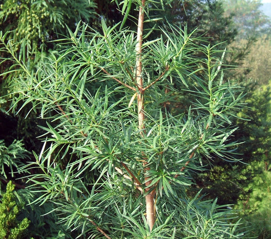 Foglie sottili verdi simili ad aghi di Podocarpus salignus su rami eretti all'aperto