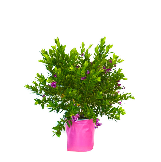Polygala myrtifolia bushy green shrub with small purple flowers in pink pot