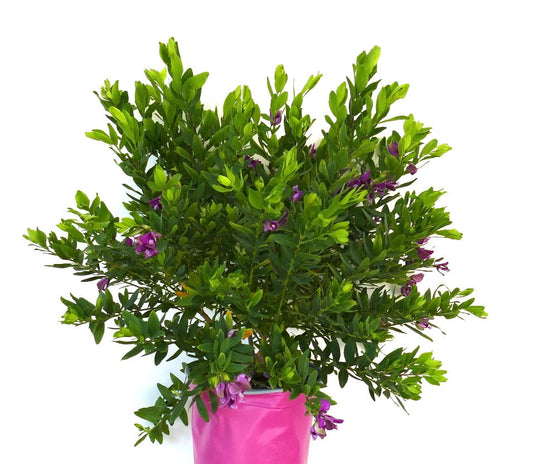 Polygala myrtifolia con folta vegetazione verde e piccoli fiori viola in vaso rosa