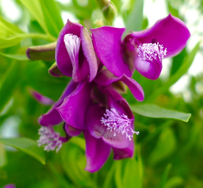 Polygala myrtifolia vibrant purple flowers with delicate white stamens and green foliage