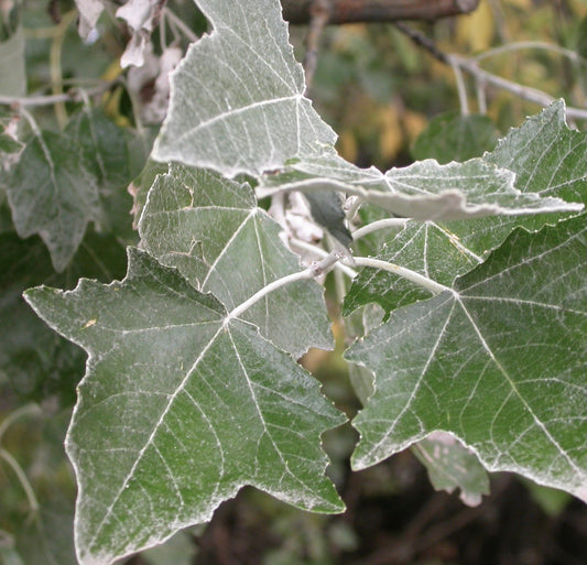 Populus alba green leaves with white fuzzy undersides and lobed edges