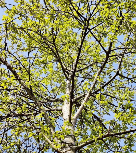 Albero di Populus koreana con foglie verde brillante e corteccia liscia contro un cielo azzurro