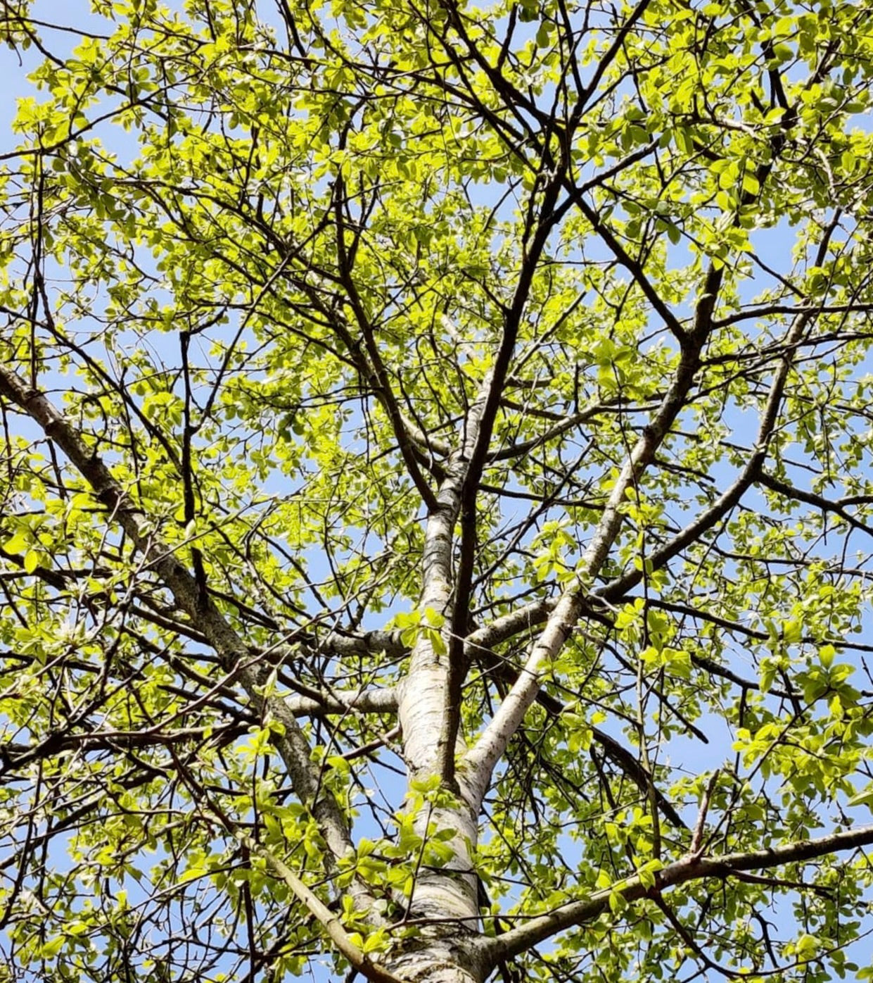 Albero alto di Populus koreana con foglie verde brillante e corteccia liscia contro il cielo azzurro