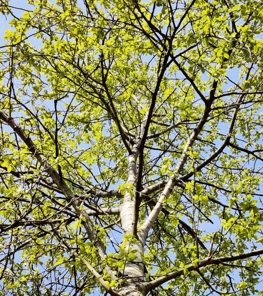 Albero alto di Populus koreana con foglie verde brillante e corteccia liscia contro il cielo azzurro
