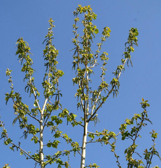 Populus purdomii slender branches with fresh green leaves and catkins against blue sky
