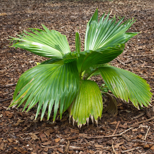 Pritchardia hillebrandii young Hawaiian palm with broad fan-shaped green leaves on mulch ground