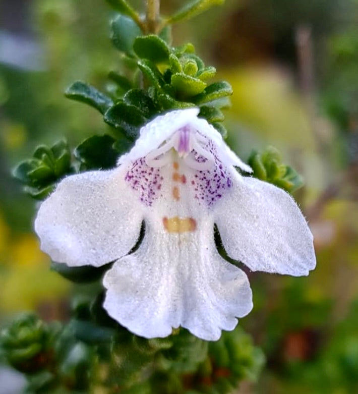Prostanthera cuneata delicato fiore bianco con macchie viola e piccole foglie verdi