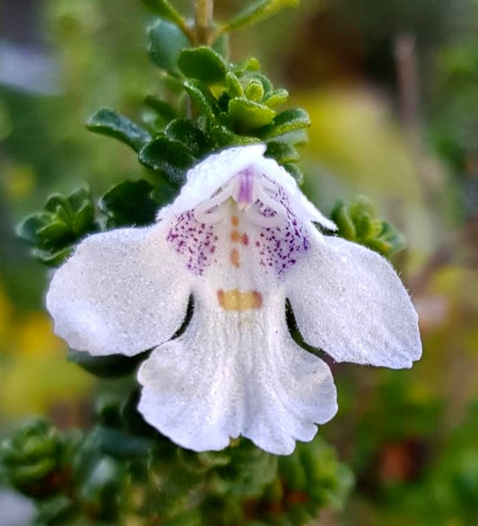 Prostanthera cuneata delicato fiore bianco con macchie viola e piccole foglie verdi