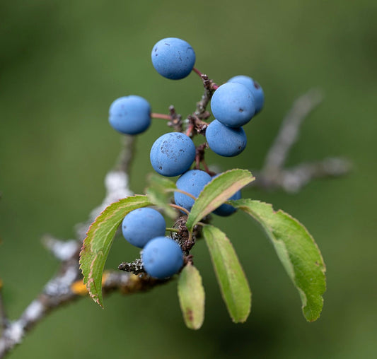 Bacche blu mature di Prunus spinosa con foglie verdi su ramo legnoso