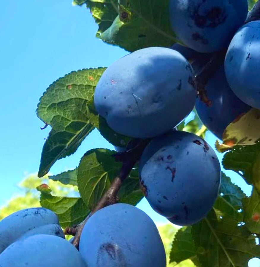 Frutti maturi di Prunus domestica var. italica greengage blu con foglie verdi sul ramo
