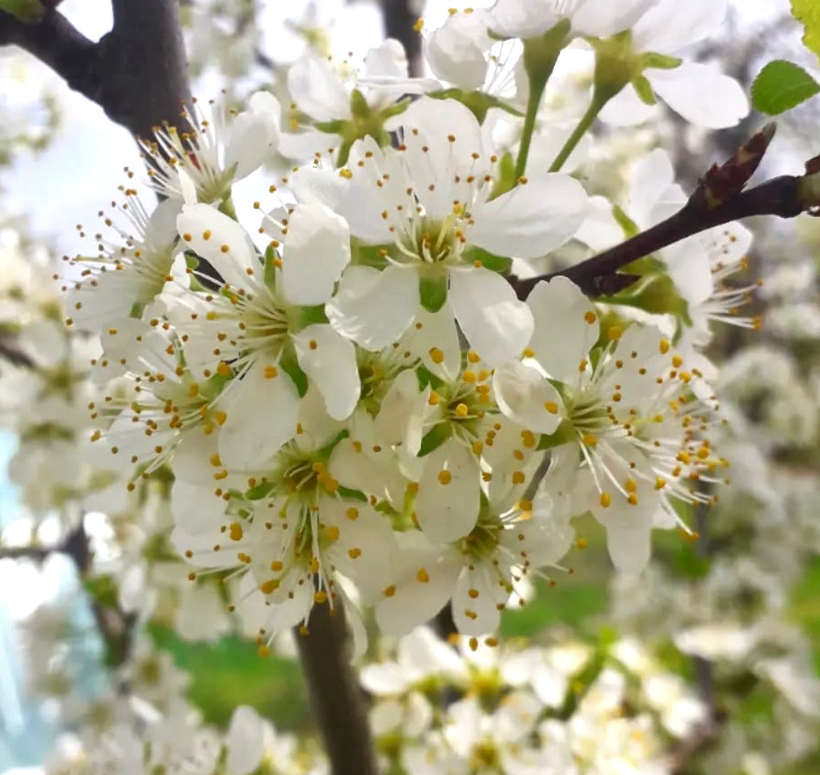 Prunus domestica var. italica delicate white blossoms with yellow stamens on tree branch