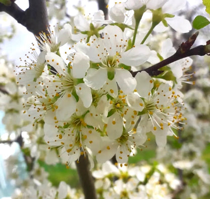 Prunus domestica var. italica delicate white blossoms with yellow stamens on tree branch
