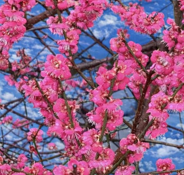 Prunus mume 'Beni-Chidori' (Japanese apricot) 45-70cm | Chinese plum