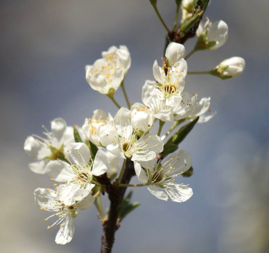 Fiori bianchi delicati di Prunus salicina con stami gialli su un ramo sottile