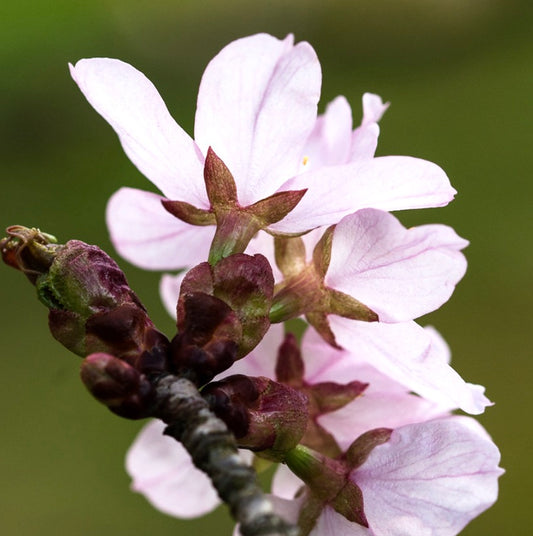 Prunus sargentii delicate pale pink cherry blossoms with textured buds and green background