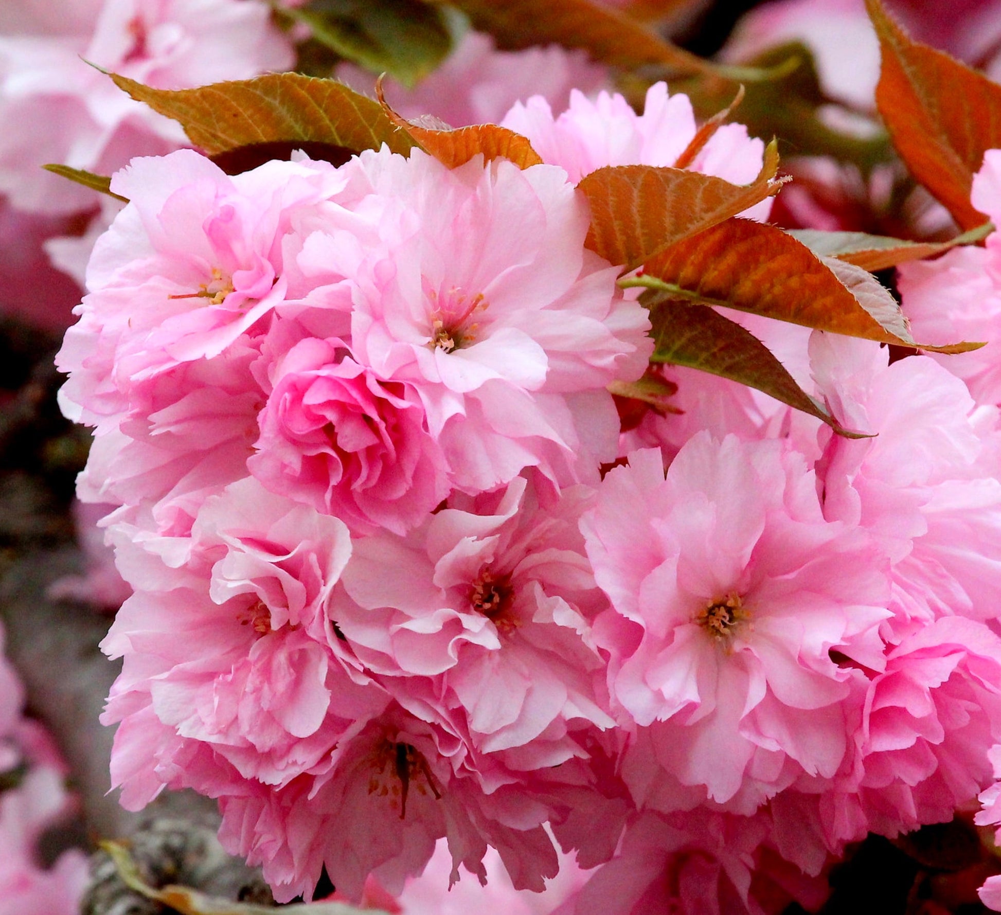 Fiori doppi delicati di Prunus serrulata rosa con giovani foglie rossastre in primo piano