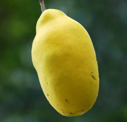 Pseudocydonia sinensis ripe yellow fruit hanging on branch close-up