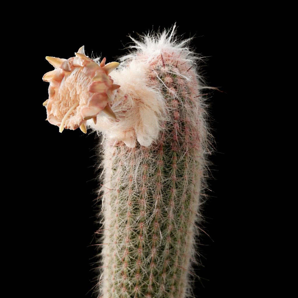 Cactus Pseudoespostoa melanostele con densa peluria bianca e fiore rosa pallido in fiore