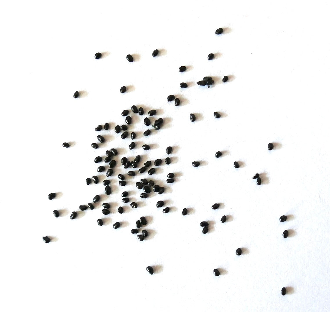 Semi di piccolo cactus nero Pseudoespostoa melanostele sparsi su sfondo bianco