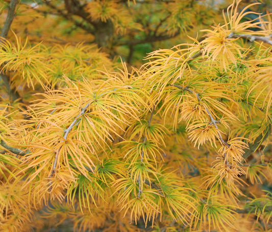 Pseudolarix amabilis golden-yellow needle clusters on deciduous conifer branches in autumn