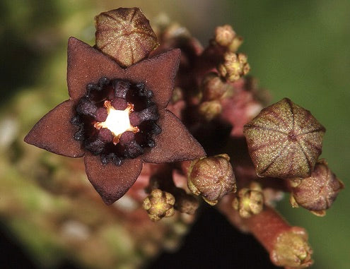 Pseudolithos dodsoniana rare succulent with star-shaped brown flower and clustered buds