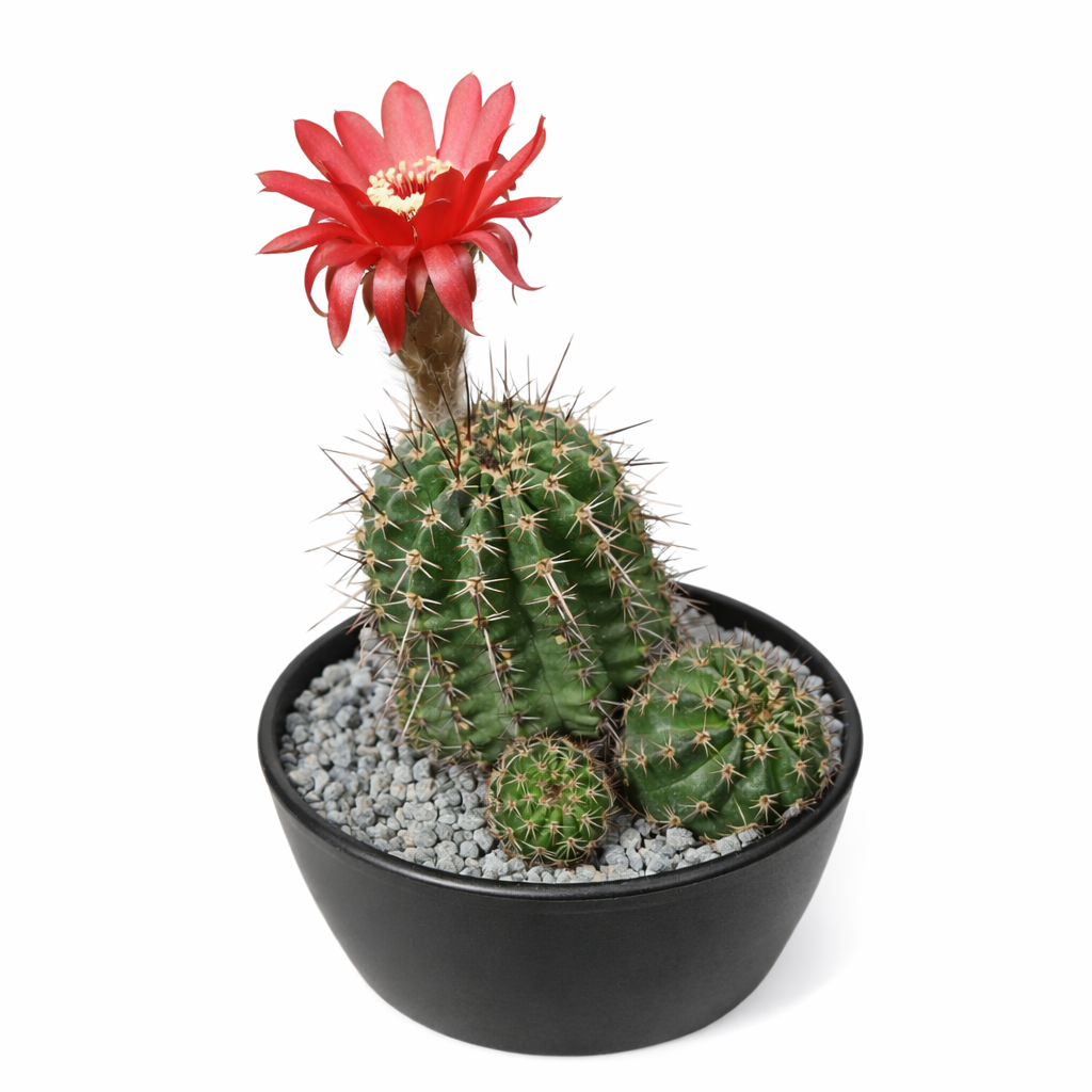 Cactus Pseudolobivia millarensis con fiore rosso brillante in vaso nero con ghiaia
