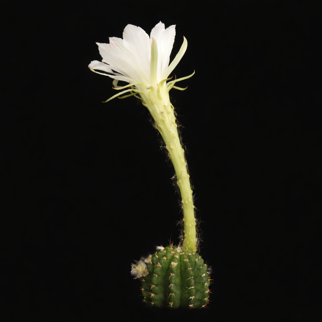 Pseudolobivia nudus small green cactus with tall white flower and spines