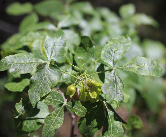 Foglie trifogliate verdi di Ptelea trifoliata con piccoli baccelli di semi raggruppati alla luce del sole