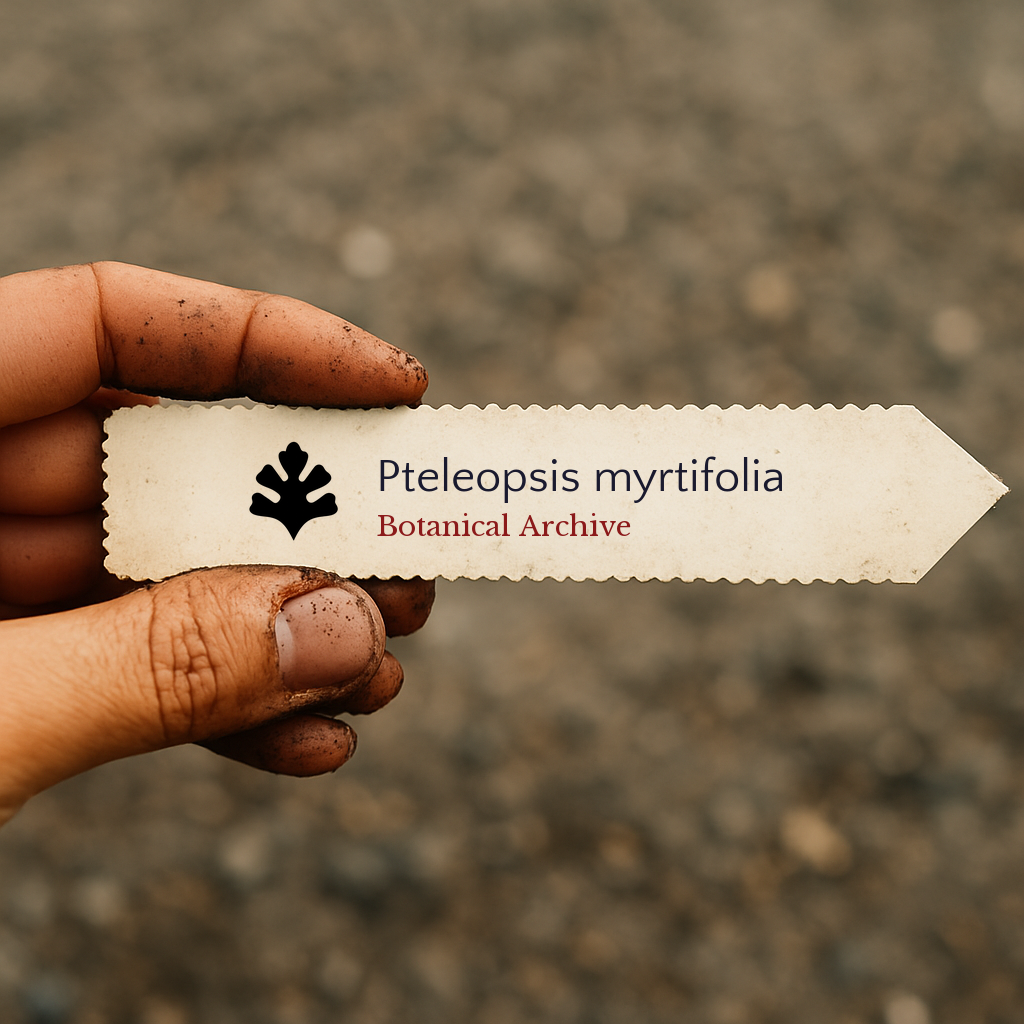 Printed plant label for Pteleopsis myrtifolia held by dirty hand outdoors