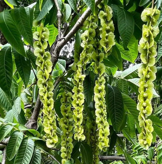 Pterocarya rhoifolia long hanging clusters of green wingnut tree seeds with large leaves