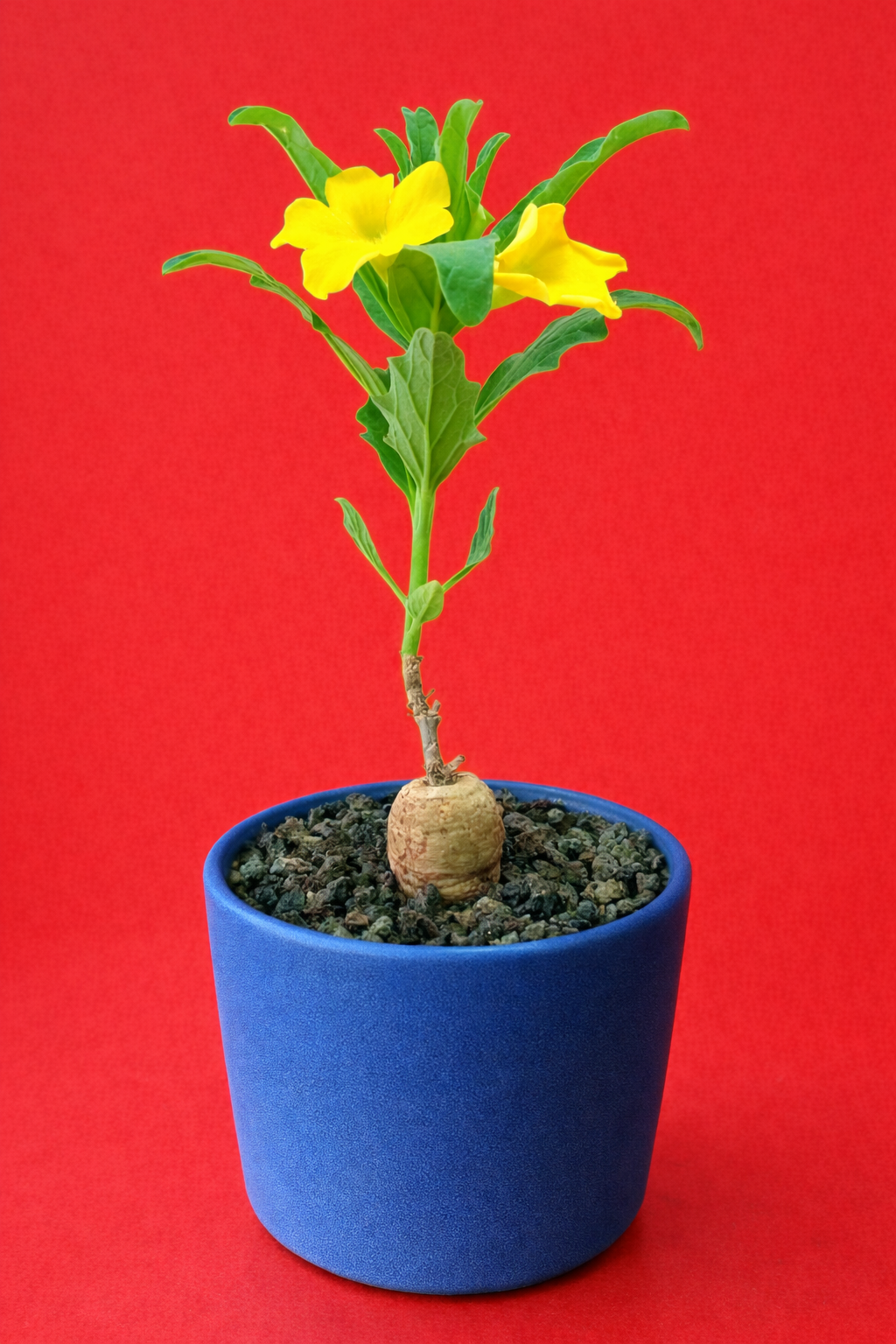 Pterodiscus ruspolii raro succulenta con fiori gialli e caudice in vaso blu