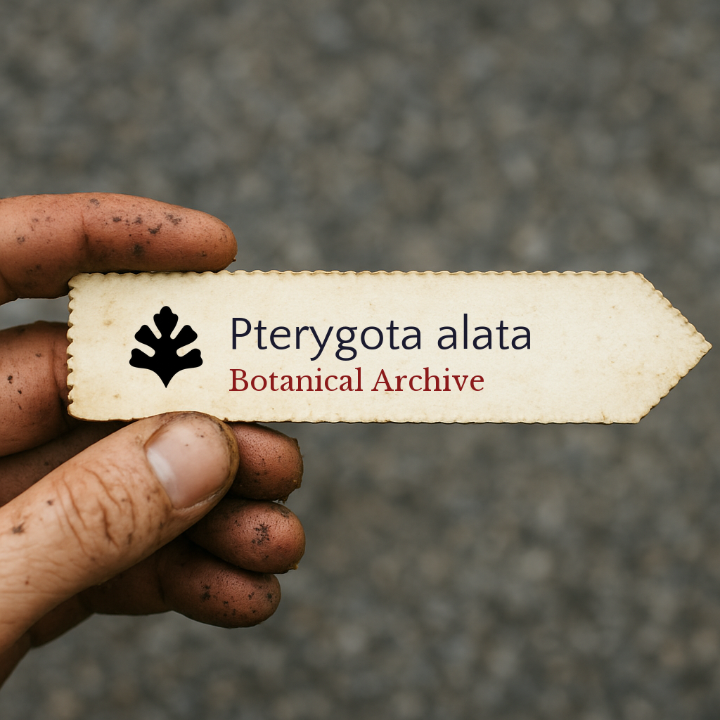 Printed botanical archive label for Pterygota alata held by dirty hand