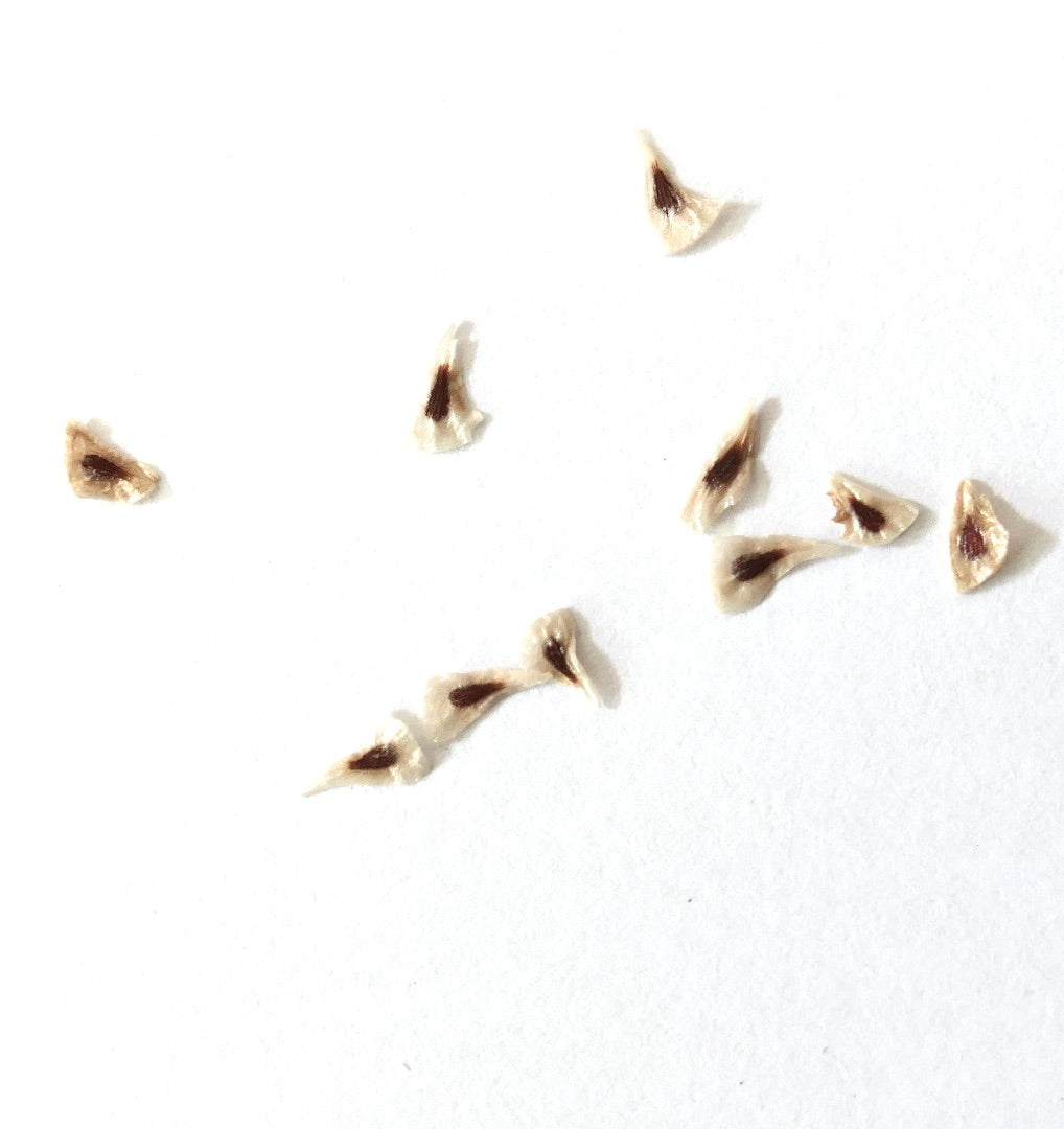 Puya alpestris seeds on white background for rare succulent plant cultivation