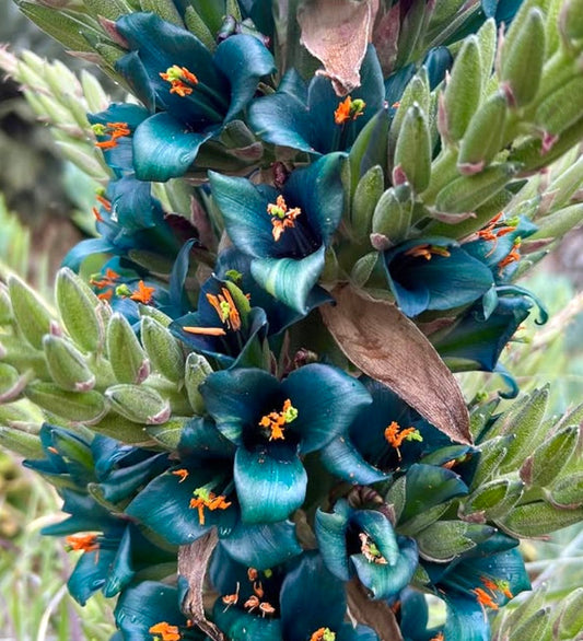 Fiori di Puya alpestris di un vivido turchese-blu con stami arancioni e boccioli verdi densi