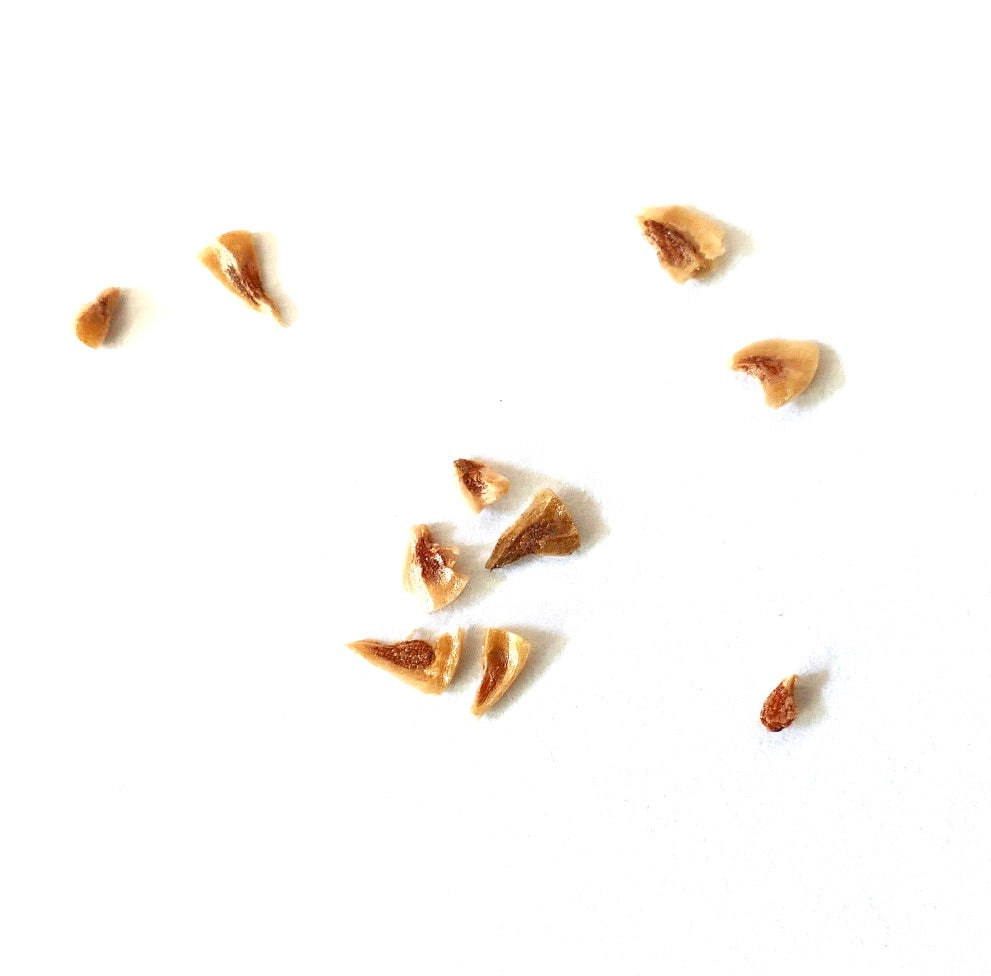 Puya chilensis seeds scattered on white background for rare succulent plant cultivation