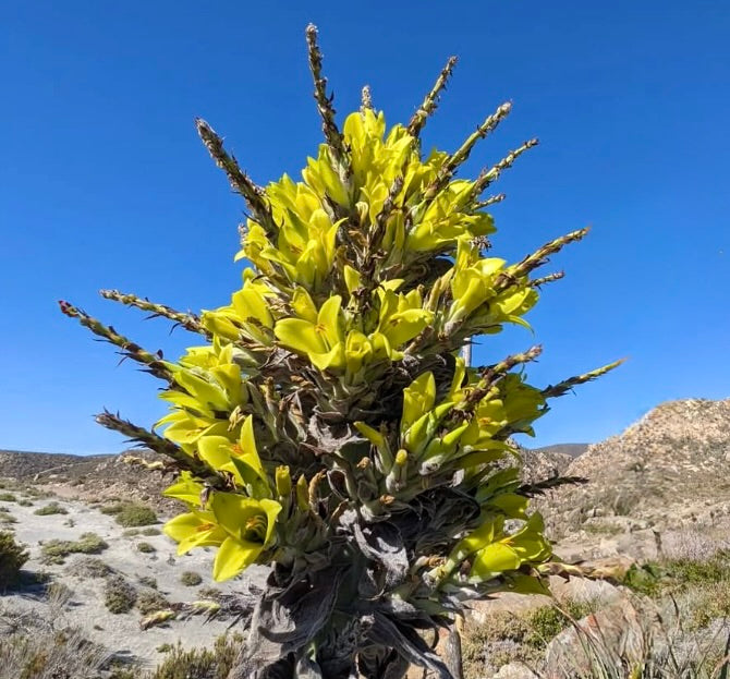Puya chilensis tall succulent with dense yellow flowers in arid landscape