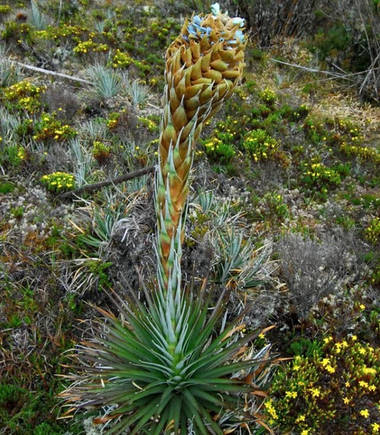 Puya dasylirioides tall succulent with spiky green leaves and unique flowering stalk