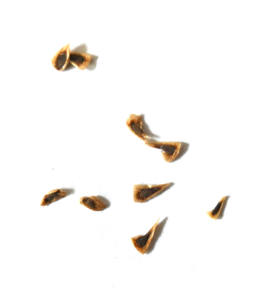 Puya ferruginea seeds scattered on white background for rare succulent plant cultivation