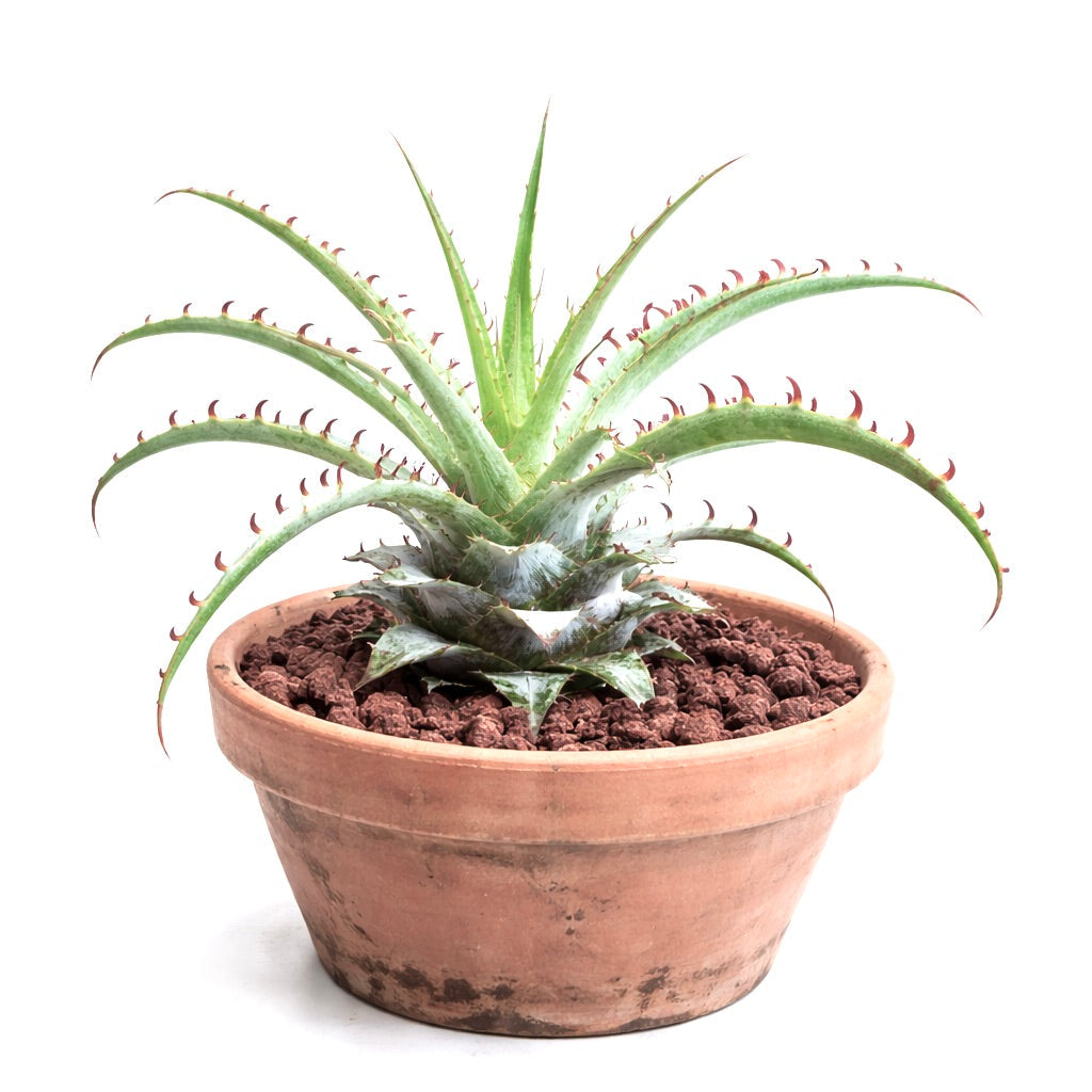 Puya mirabilis spiky succulent with curved red-tipped leaves in terracotta pot