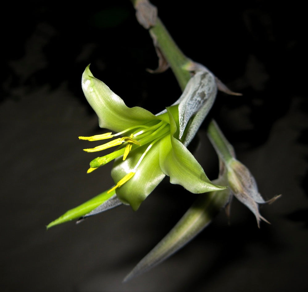 Puya mirabilis green tubular flower with yellow stamens and long slender petals against dark background