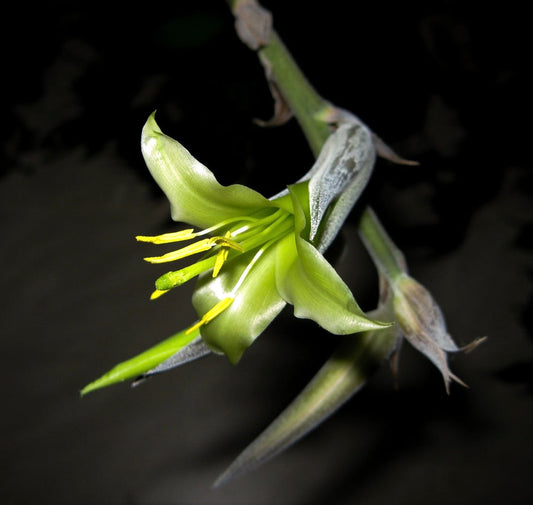 Puya mirabilis green tubular flower with yellow stamens and spiny bracts on dark background