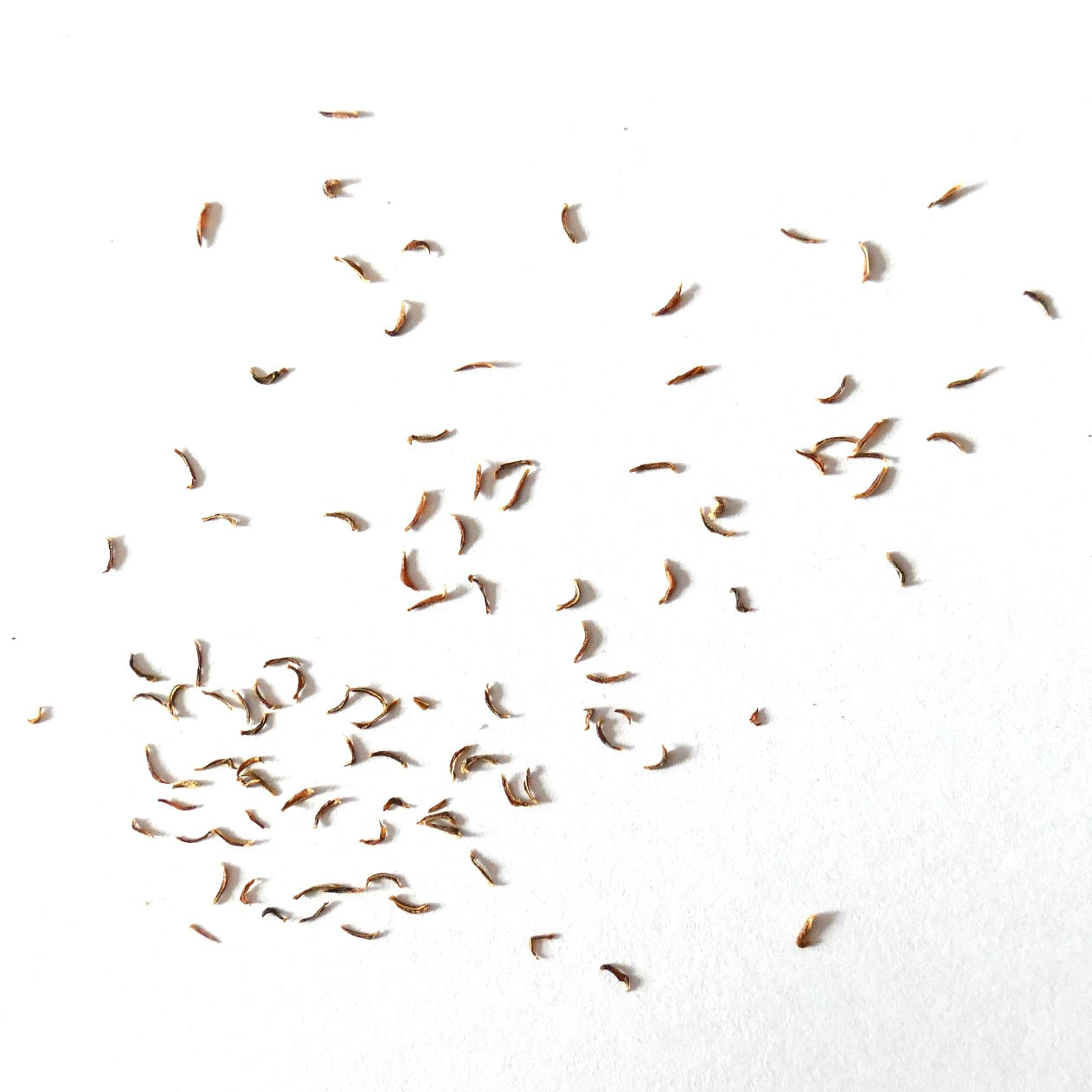 Puya roezlii small brown seeds scattered on white background for rare plant cultivation