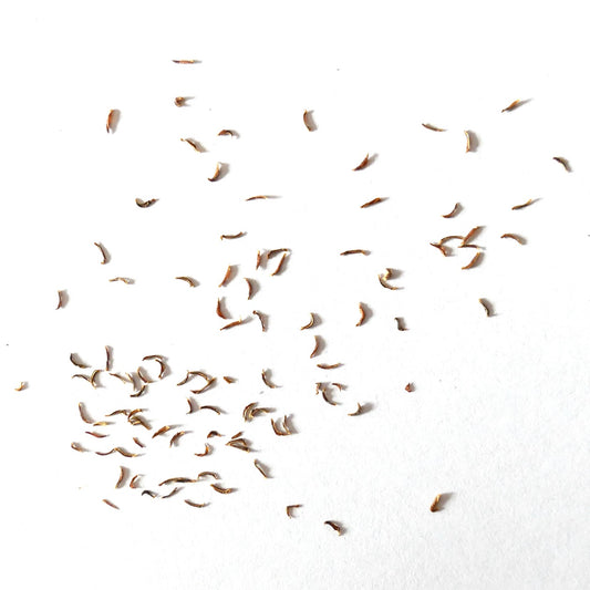 Puya roezlii 100 SEEDS