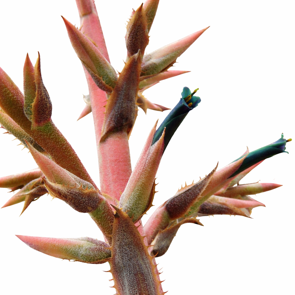 Pianta succulenta rara Puya roezlii con fusti spinosi rosa e fiori tubolari blu