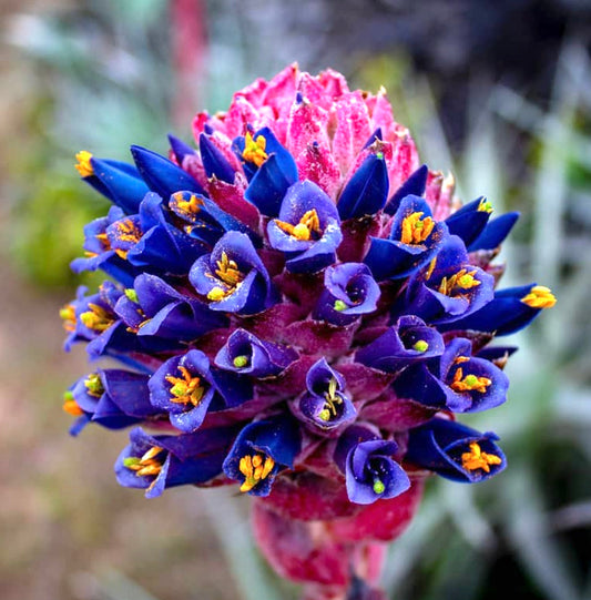 Puya venusta vibrante grappolo di fiori blu e rosa con stami gialli in primo piano