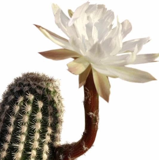 Pygmaeocereus akersii cactus con fiore bianco e fusto verde spinoso