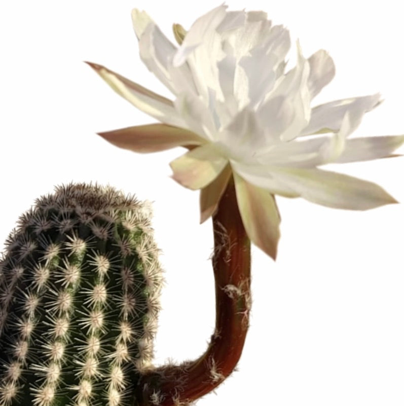 Pygmaeocereus akersii rare cactus with white flower and spiny green stem