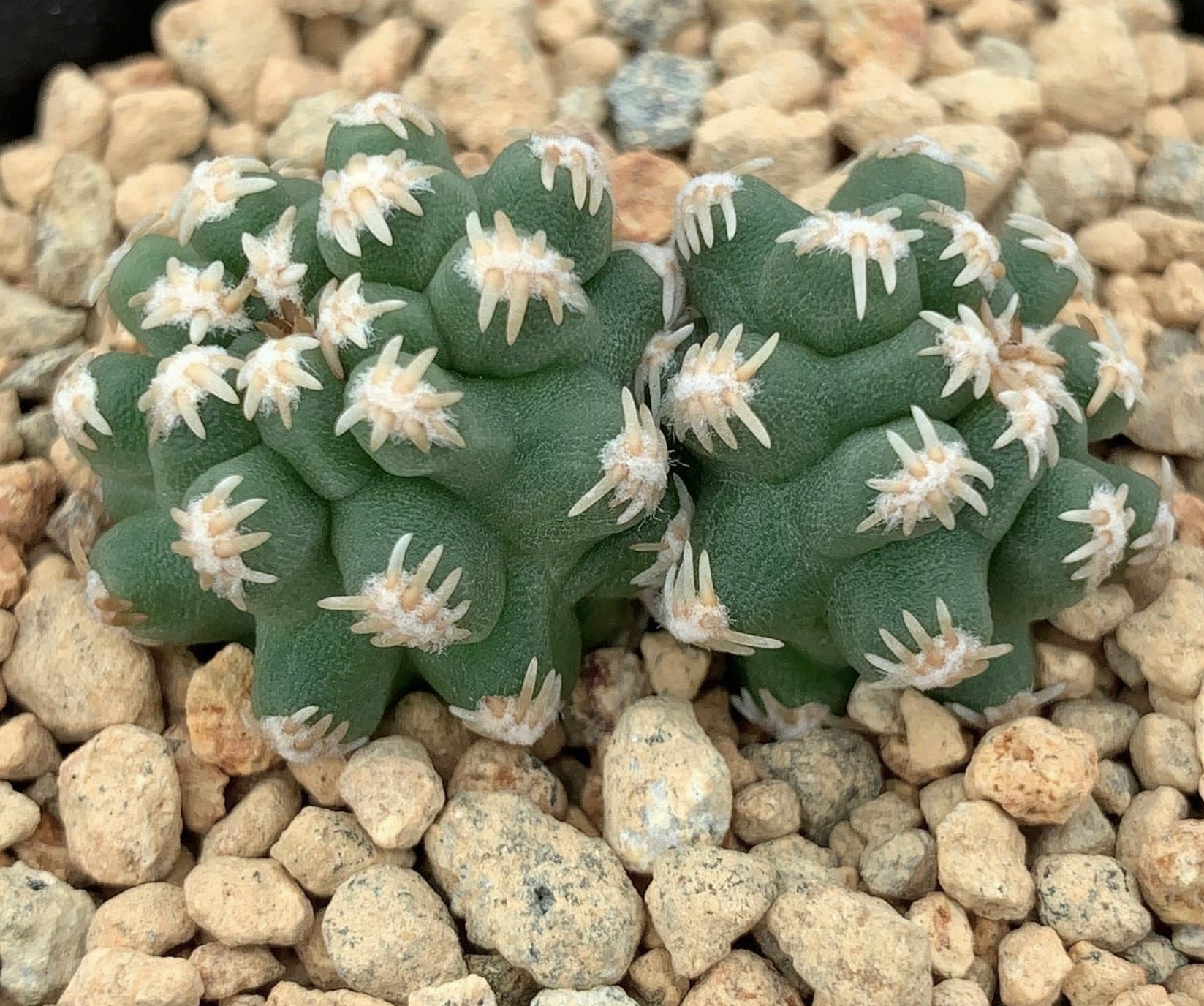 Pygmaeocereus bieblii raro piccolo cactus verde con spine bianche su terreno roccioso