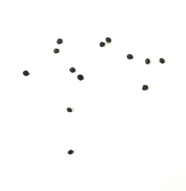 Pygmaeocereus bieblii small black cactus seeds on white background