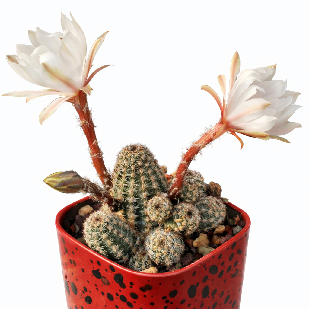 Pygmaeocereus familaris piccolo cactus raggruppato con fiori bianchi in vaso rosso maculato